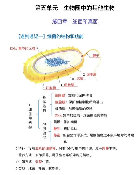 酵母菌的结构，了解酵母菌的结构