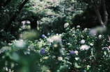 了解花鸟鱼虫，让你的生活更加美好